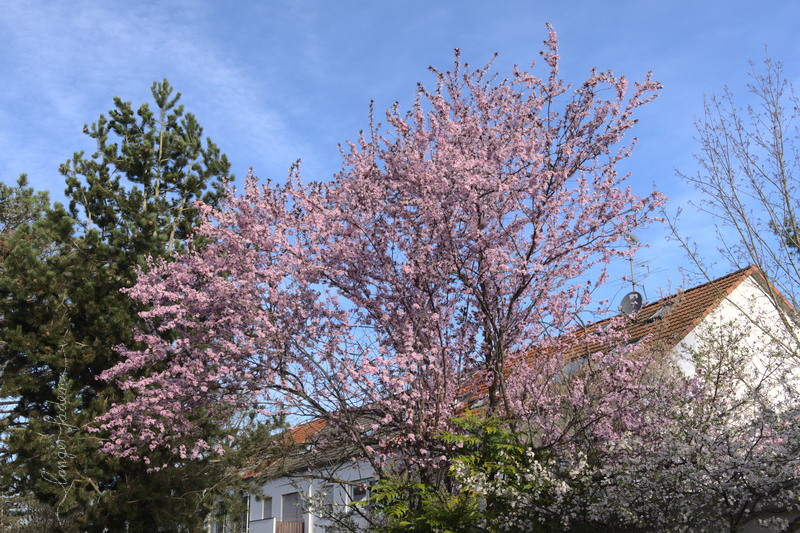 bluehender baum