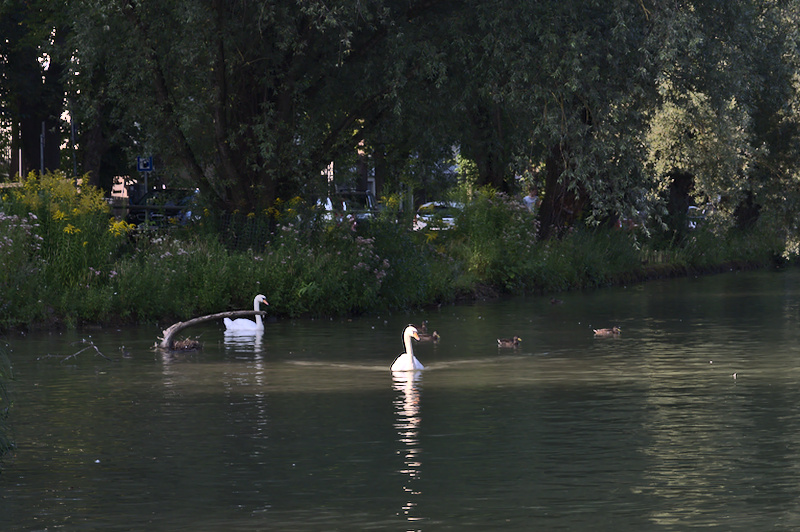 Schwäne auf der Isar