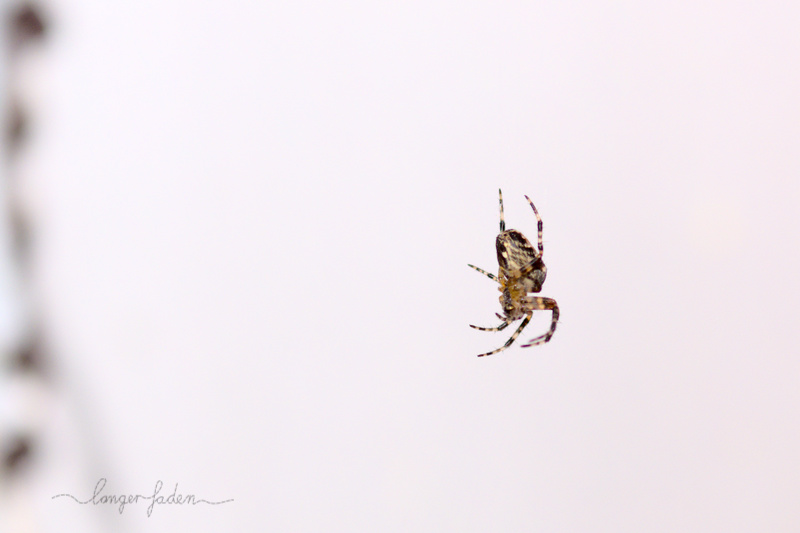 spinne