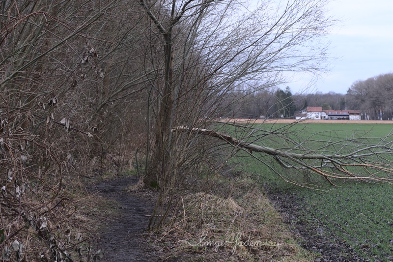 umgeknickter ast