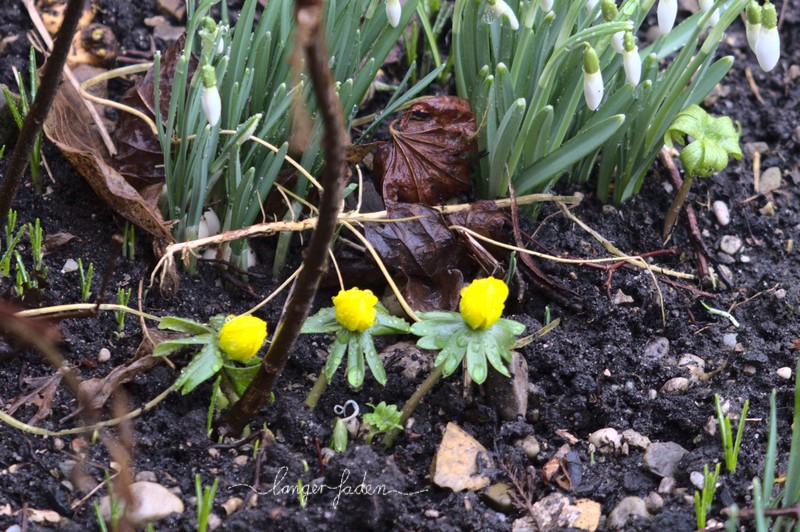 winterlinge