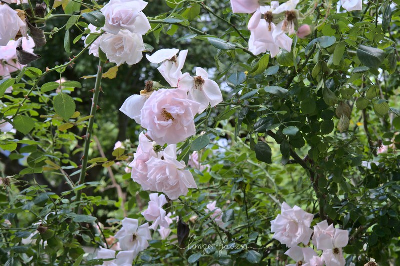 rosen