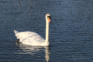 Schwan