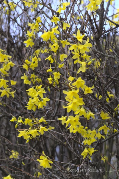 forsythie