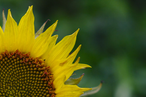 Teil einer Sonnenblumenblüte