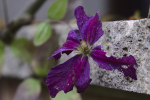 Clematis