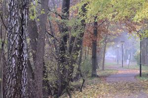 Weg im Herbstnebel