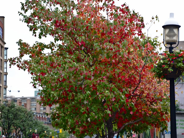 Baum, halb grün, halb rot