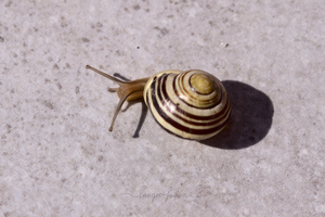 Schnecke