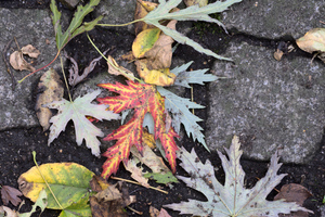 bunte Ahornblätter im Herbst